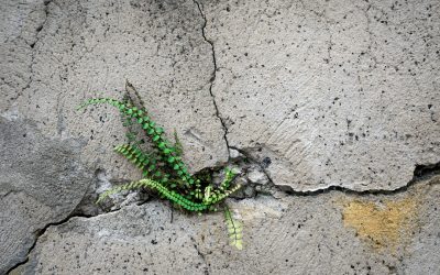 A small green fern growing out of a crack in a concrete wall, symbolizing resilience and perseverance.