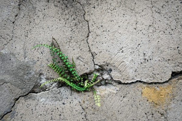 A small green fern growing out of a crack in a concrete wall, symbolizing resilience and perseverance.