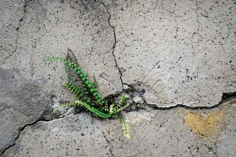 A small green fern growing out of a crack in a concrete wall, symbolizing resilience and perseverance.