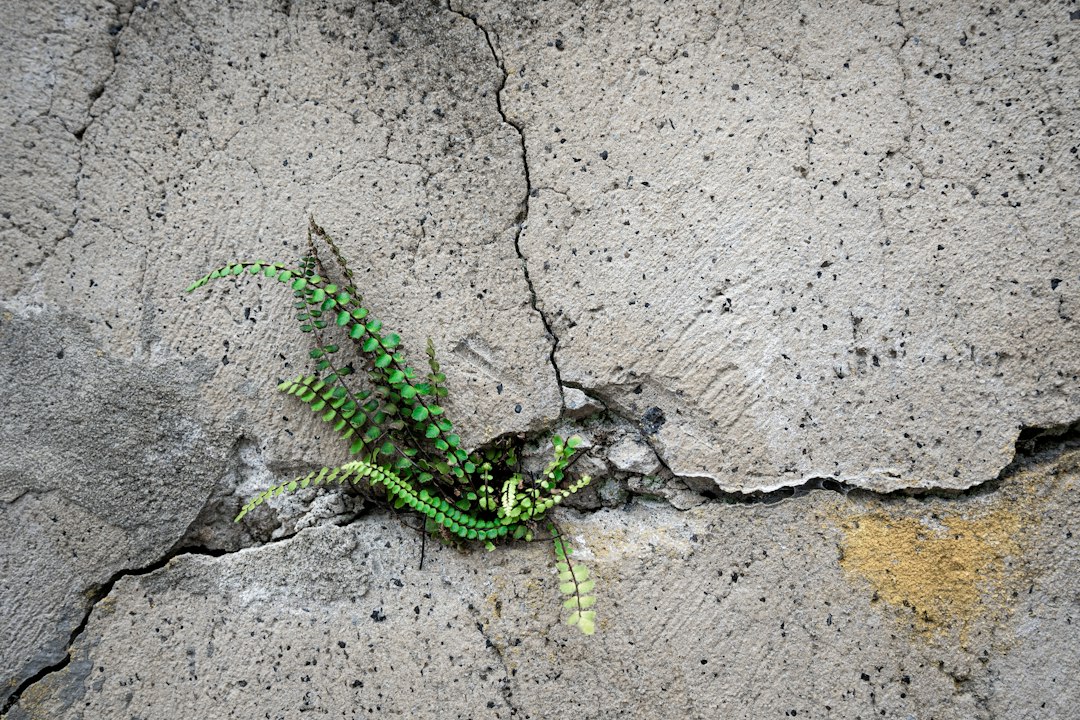 A small green fern growing out of a crack in a concrete wall, symbolizing resilience and perseverance.